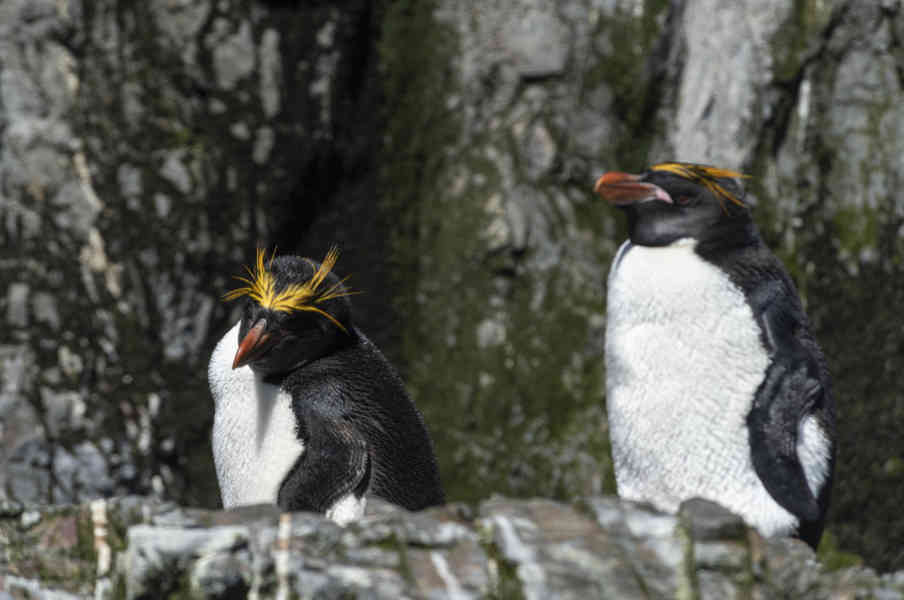 Pingüino Macaroni - islas Georgias del Sur 14.jpg